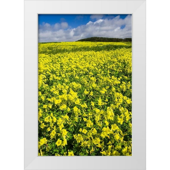 Miller, Anna 11x14 White Modern Wood Framed Museum Art Print Titled - Field of Flowers