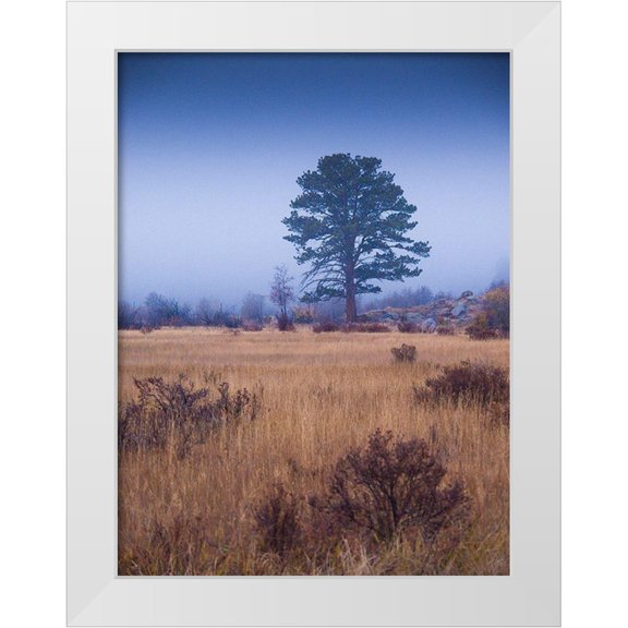 Miller, Anna 12x14 White Modern Wood Framed Museum Art Print Titled - Lone Tree in Foggy Field-Rocky Mountain National Park-Colorado-USA