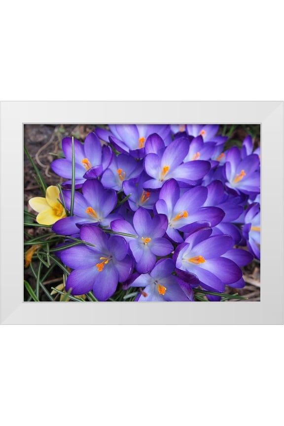 Miller, Anna 14x12 White Modern Wood Framed Museum Art Print Titled - Purple Crocus Flowers