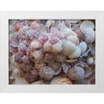 thumbnail image 1 of Miller, Anna 14x12 White Modern Wood Framed Museum Art Print Titled - Shells Gathered on Beaches of Sanibel Island-Florida-USA, 1 of 4