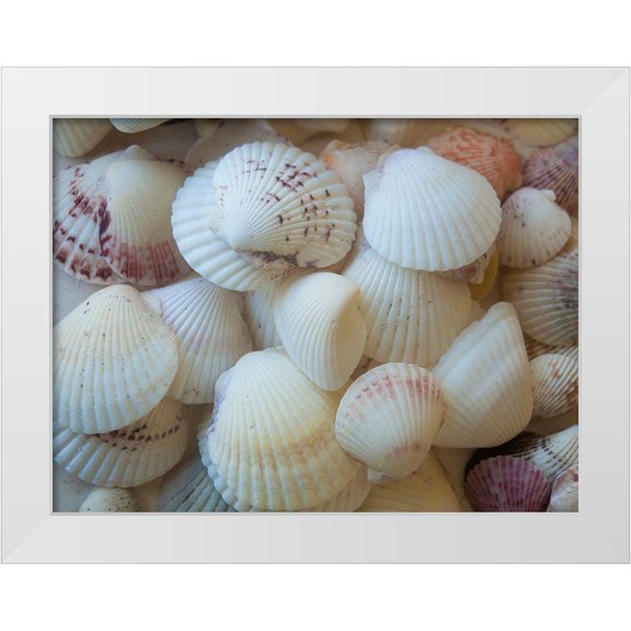 Miller, Anna 18x15 White Modern Wood Framed Museum Art Print Titled - Shells Gathered on Beaches of Sanibel Island-Florida-USA