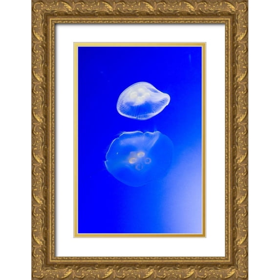 Miller, Anna 23x32 Gold Ornate Wood Framed with Double Matting Museum Art Print Titled - Graceful Jellyfish in Aquarium