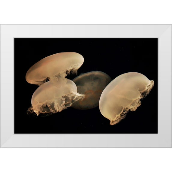 Miller, Anna 24x17 White Modern Wood Framed Museum Art Print Titled - Graceful Jellyfish in Aquarium