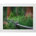 thumbnail image 1 of Miller, Anna 24x19 White Modern Wood Framed Museum Art Print Titled - Mariposa Grove-Yosemite-Sierra Mountains-California-USA, 1 of 4