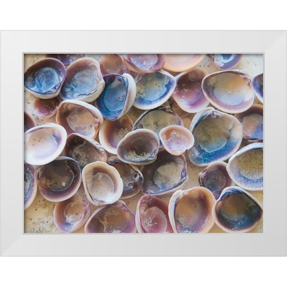 Miller, Anna 24x19 White Modern Wood Framed Museum Art Print Titled - Shells Gathered on Beaches of Sanibel Island-Florida-USA