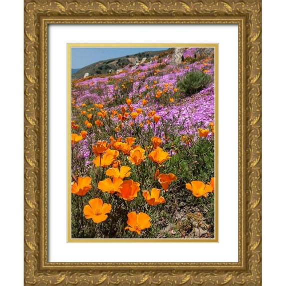 Miller, Anna 25x32 Gold Ornate Wood Framed with Double Matting Museum Art Print Titled - California Poppies-Big Sur-California-USA
