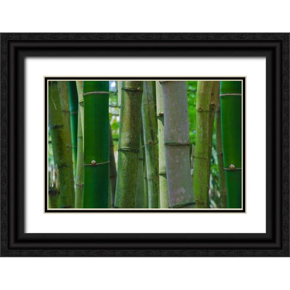 Miller, Anna 32x23 Black Ornate Wood Framed with Double Matting Museum Art Print Titled - Florida-Bamboo Grove Trunks