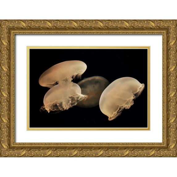 Miller, Anna 32x23 Gold Ornate Wood Framed with Double Matting Museum Art Print Titled - Graceful Jellyfish in Aquarium