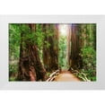 thumbnail image 1 of Miller, Anna 32x23 White Modern Wood Framed Museum Art Print Titled - Muir Woods National Monument-Marin County-California-USA, 1 of 4