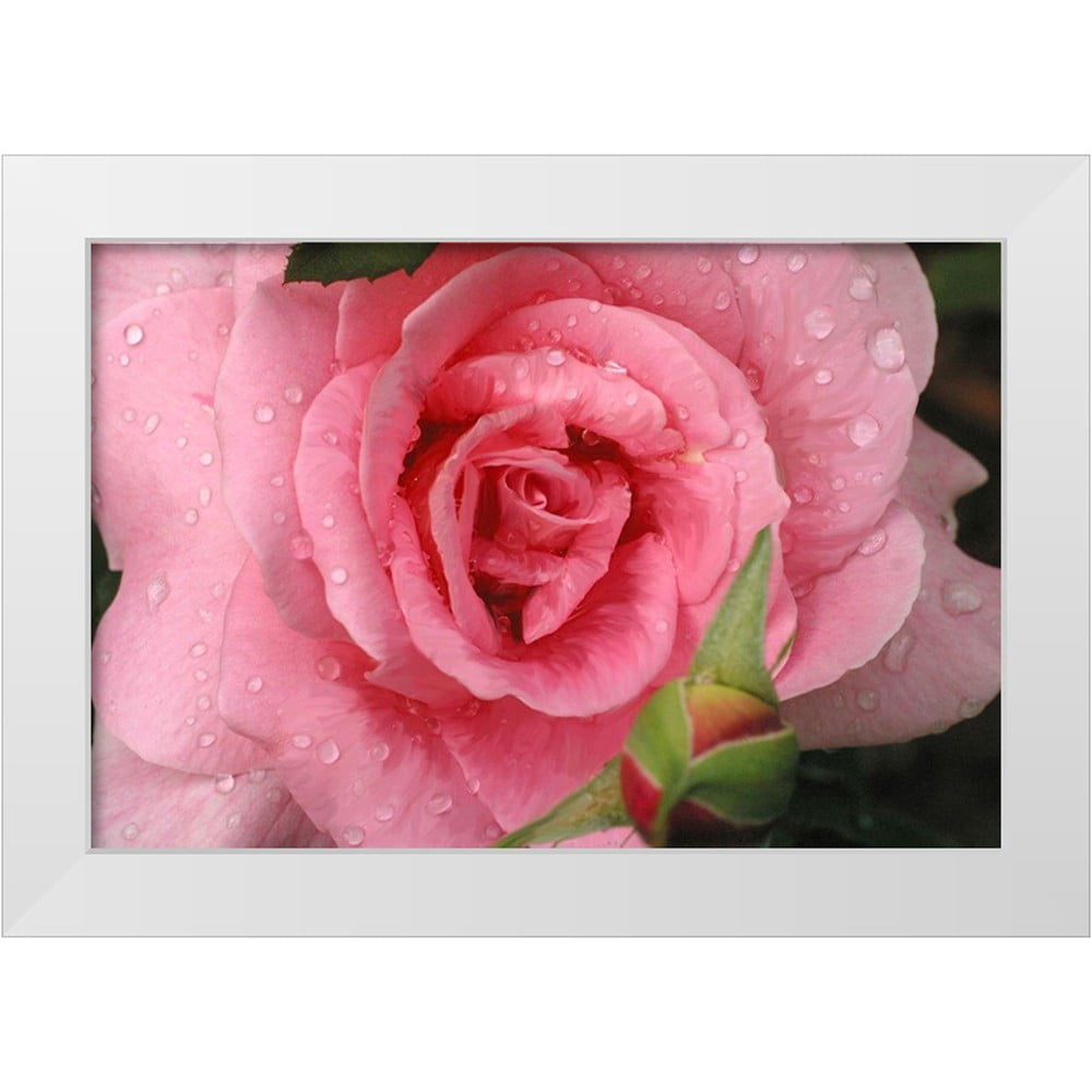 Aw Print Roses Miller, Anna 32x23 White Modern Wood Framed Museum Art Print Titled ...