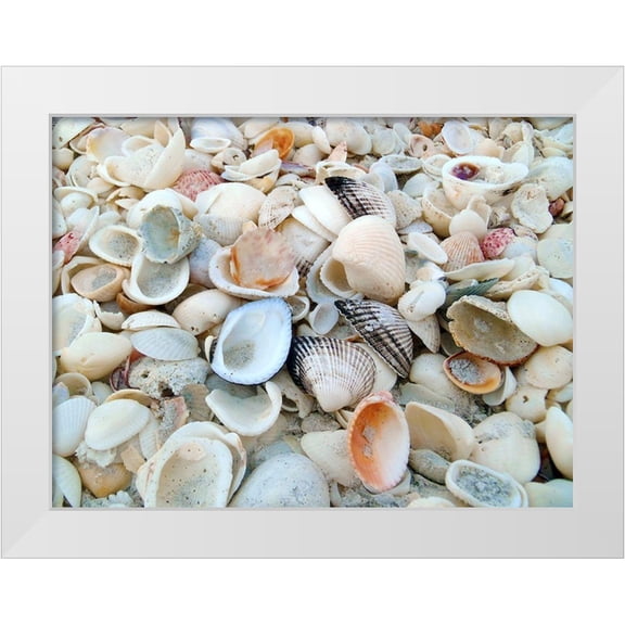 Miller, Anna 32x25 White Modern Wood Framed Museum Art Print Titled - Bounty of Shells on Beaches of Sanibel Island-Florida-USA
