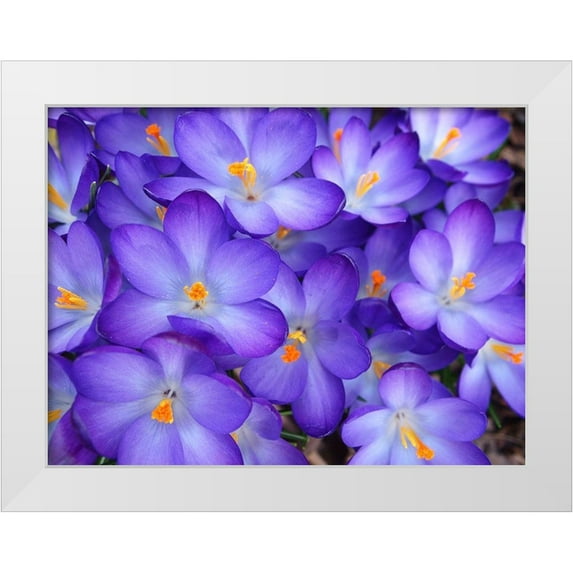 Miller, Anna 32x25 White Modern Wood Framed Museum Art Print Titled - Purple Crocus Flowers