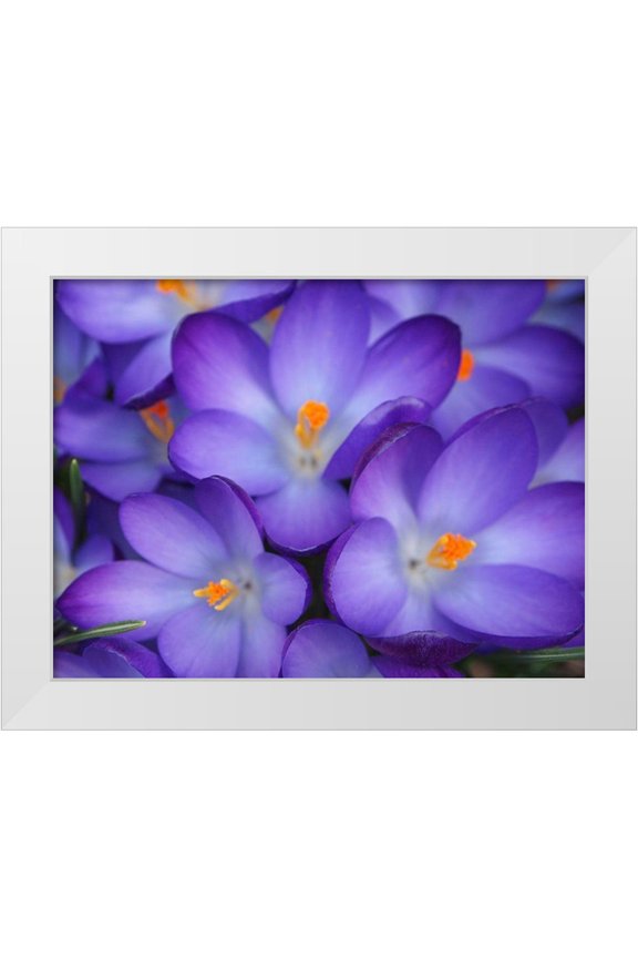 Miller, Anna 32x25 White Modern Wood Framed Museum Art Print Titled - Purple Crocus Flowers