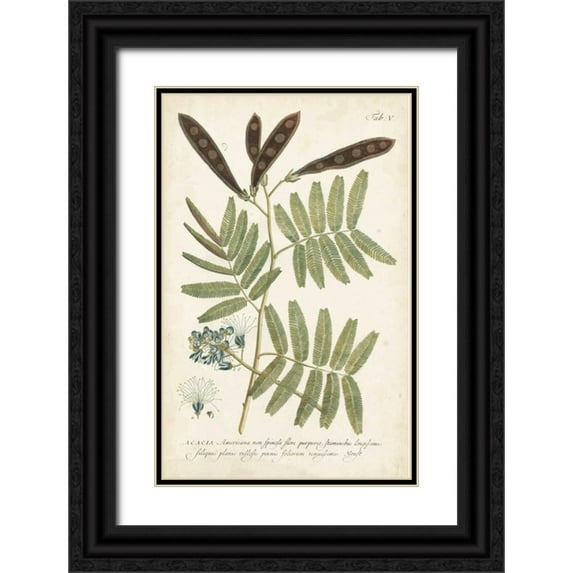 Miller, Dianne 13x18 Black Ornate Wood Framed with Double Matting Museum Art Print Titled - Miller Ferns I