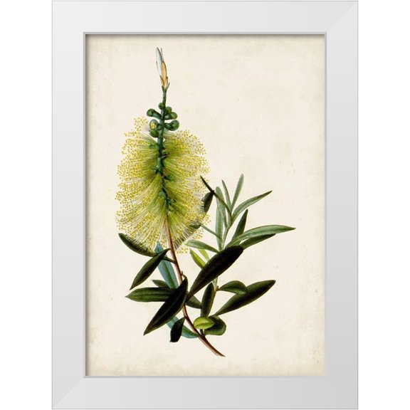 Miller, John 11x14 White Modern Wood Framed Museum Art Print Titled - Bottle Brush Flower IV
