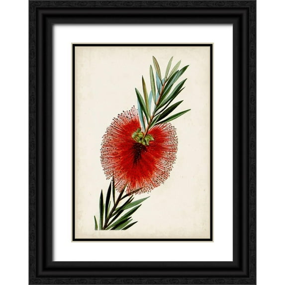 Miller, John 14x18 Black Ornate Wood Framed with Double Matting Museum Art Print Titled - Bottle Brush Flower III