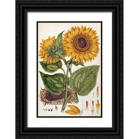 Miller, John 17x24 Black Ornate Wood Framed with Double Matting Museum Art Print Titled - Sunflower