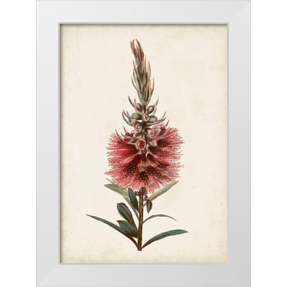 Miller, John 24x32 White Modern Wood Framed Museum Art Print Titled - Bottle Brush Flower II