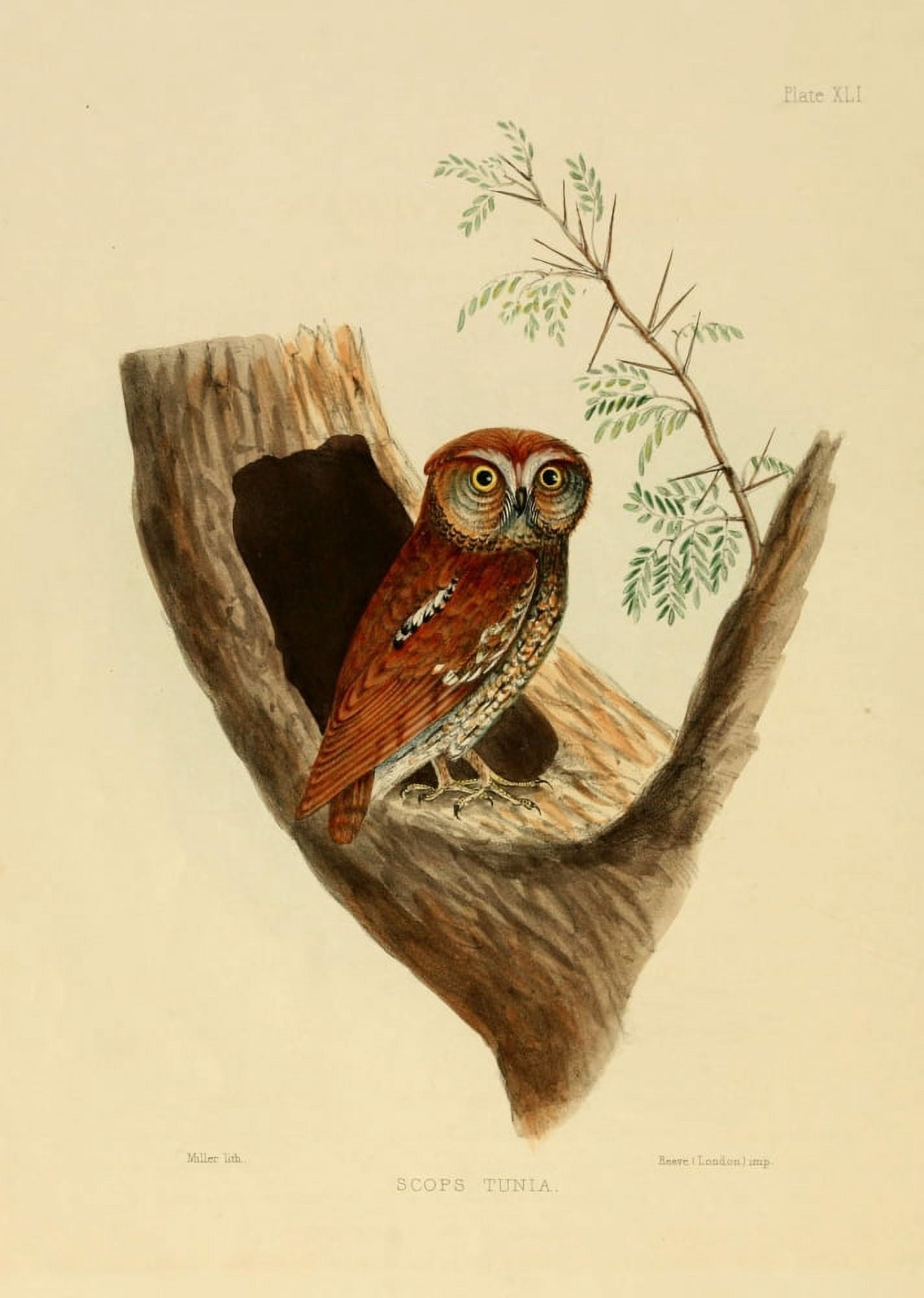 Miller Litho Indian Ornithology 1847 Scops Owl Canvas Art -  (18 x 24)