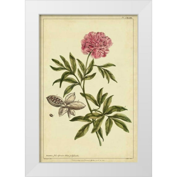 Miller, Philip 11x14 White Modern Wood Framed Museum Art Print Titled - Peony, Pl. CXCIX