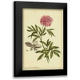 thumbnail image 1 of Miller, Philip 17x24 Black Modern Framed Museum Art Print Titled - Peony, Pl. CXCIX, 1 of 5