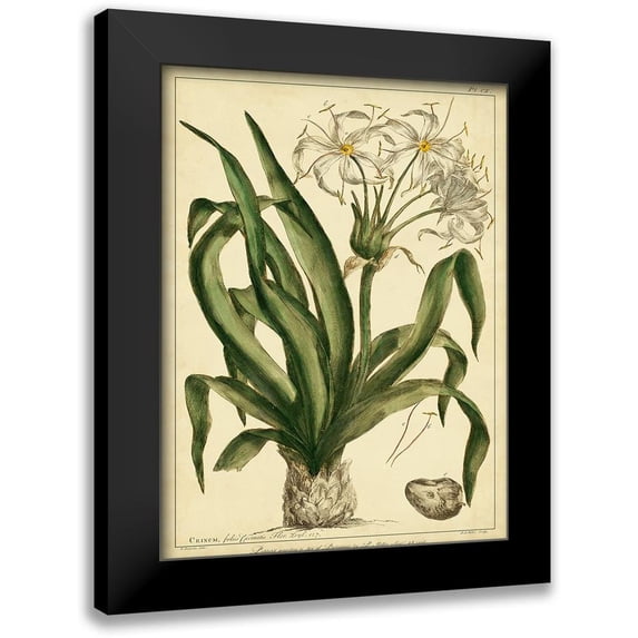 Miller, Phillip 12x14 Black Modern Framed Museum Art Print Titled - Custom Crinum Pl. CX (GC)