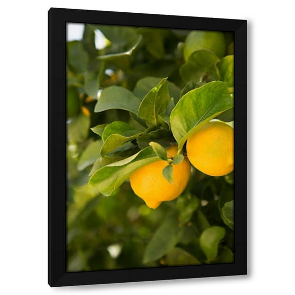 Karyn Millet 11x14 Black Modern Wood Framed Wall Art Titled - Lemon Grove III
