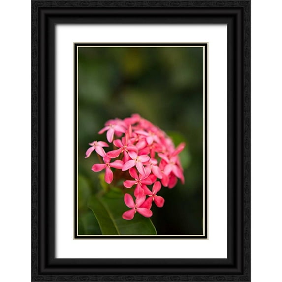 Millet, Karyn 11x14 Black Ornate Wood Framed with Double Matting Museum Art Print Titled - Pink Hydrangea