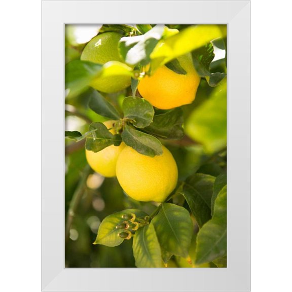 Millet, Karyn 11x14 White Modern Wood Framed Museum Art Print Titled - Lemon Grove II