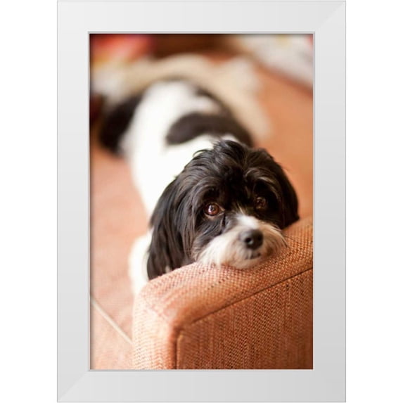 Millet, Karyn 13x18 White Modern Wood Framed Museum Art Print Titled - A Dogs Life V