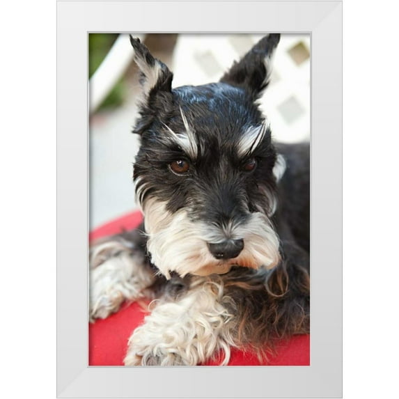 Millet, Karyn 13x18 White Modern Wood Framed Museum Art Print Titled - Terrier