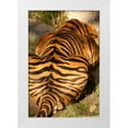 thumbnail image 1 of Millet, Karyn 13x18 White Modern Wood Framed Museum Art Print Titled - Tiger II, 1 of 4
