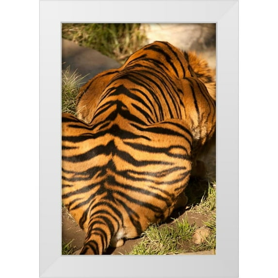 Millet, Karyn 13x18 White Modern Wood Framed Museum Art Print Titled - Tiger II