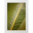 thumbnail image 1 of Millet, Karyn 13x18 White Modern Wood Framed Museum Art Print Titled - Tropical Leaves II, 1 of 4