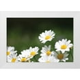 thumbnail image 1 of Millet, Karyn 14x11 White Modern Wood Framed Museum Art Print Titled - Field of Daisies II, 1 of 4
