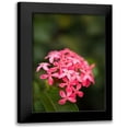 thumbnail image 1 of Millet, Karyn 17x24 Black Modern Framed Museum Art Print Titled - Pink Hydrangea, 1 of 5