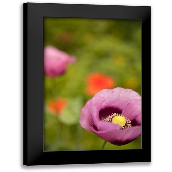 Millet, Karyn 17x24 Black Modern Framed Museum Art Print Titled - Purple Poppy II
