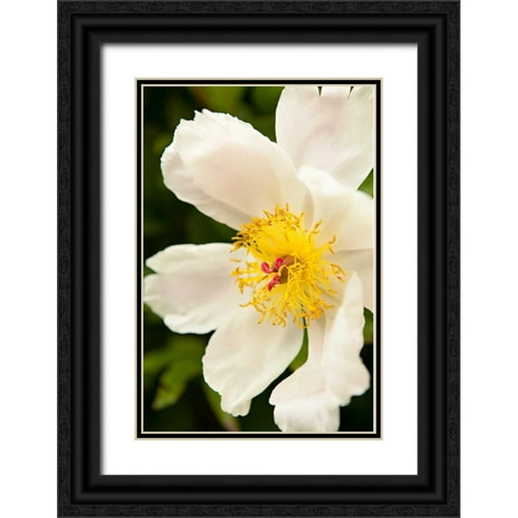 Millet, Karyn 17x24 Black Ornate Wood Framed with Double Matting Museum Art Print Titled - Peony Japonica I