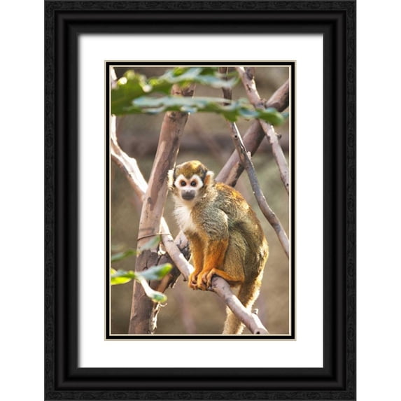 Millet, Karyn 17x24 Black Ornate Wood Framed with Double Matting Museum Art Print Titled - Primate II