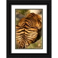 thumbnail image 1 of Millet, Karyn 17x24 Black Ornate Wood Framed with Double Matting Museum Art Print Titled - Tiger II, 1 of 4