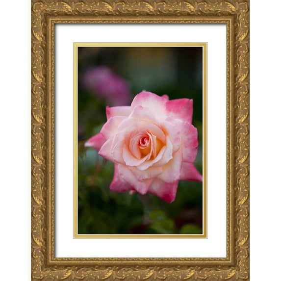 Millet, Karyn 17x24 Gold Ornate Wood Framed with Double Matting Museum Art Print Titled - Pink Rose