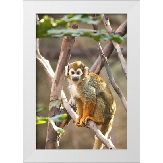 Millet, Karyn 17x24 White Modern Wood Framed Museum Art Print Titled - Primate II