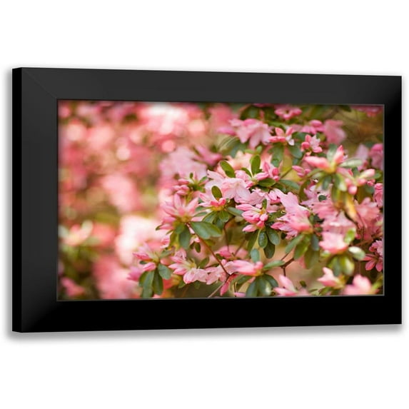 Millet, Karyn 18x13 Black Modern Framed Museum Art Print Titled - Pink Rhody III