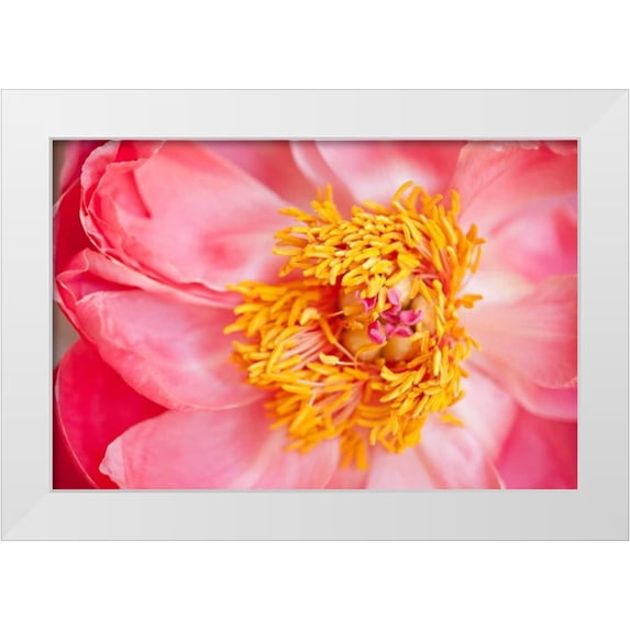 Millet, Karyn 18x13 White Modern Wood Framed Museum Art Print Titled - Pink Peony VI