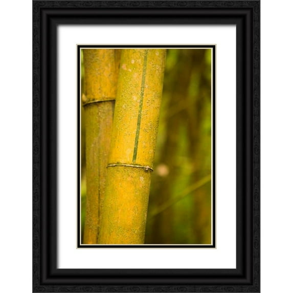 Millet, Karyn 23x32 Black Ornate Wood Framed with Double Matting Museum Art Print Titled - Bamboo I