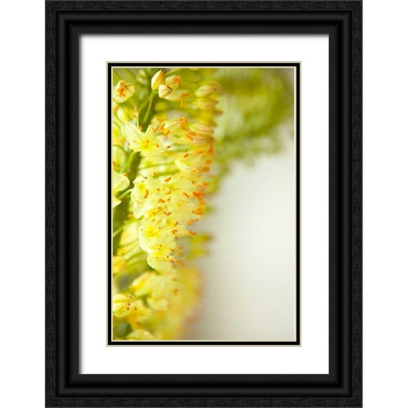 Millet, Karyn 23x32 Black Ornate Wood Framed with Double Matting Museum Art Print Titled - White Flowers II