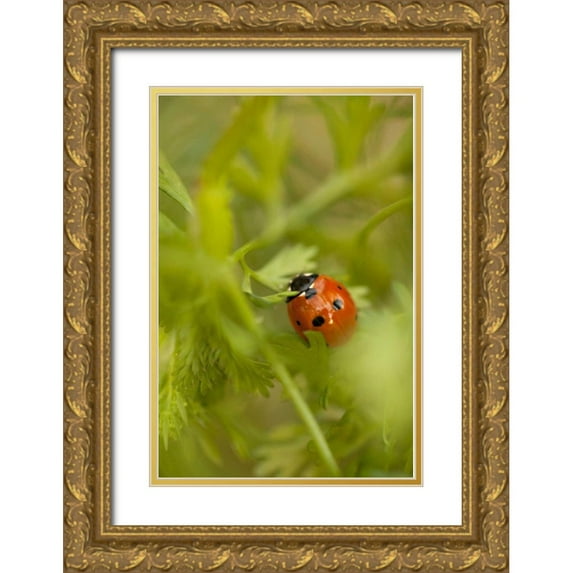 Millet, Karyn 23x32 Gold Ornate Wood Framed with Double Matting Museum Art Print Titled - Lady Bug I