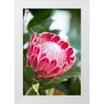 thumbnail image 1 of Millet, Karyn 23x32 White Modern Wood Framed Museum Art Print Titled - Pink Protea, 1 of 4