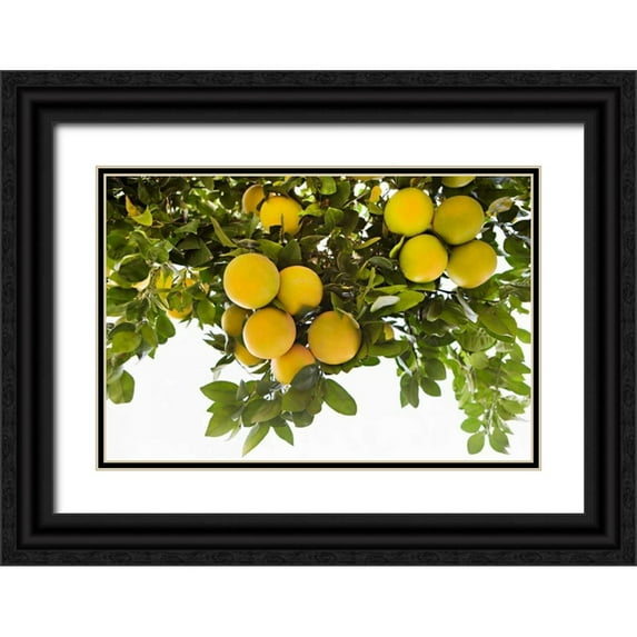 Millet, Karyn 24x17 Black Ornate Wood Framed with Double Matting Museum Art Print Titled - Lemon Grove I