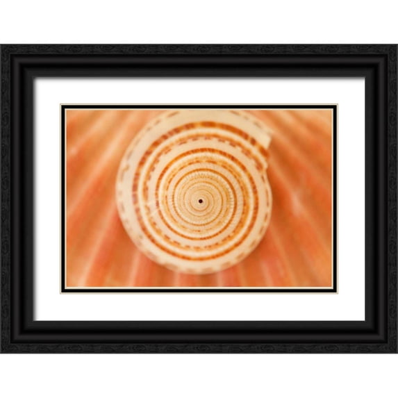 Millet, Karyn 24x17 Black Ornate Wood Framed with Double Matting Museum Art Print Titled - Ocean Treasures XIV